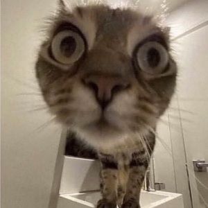 Meet your Posher, Josiah